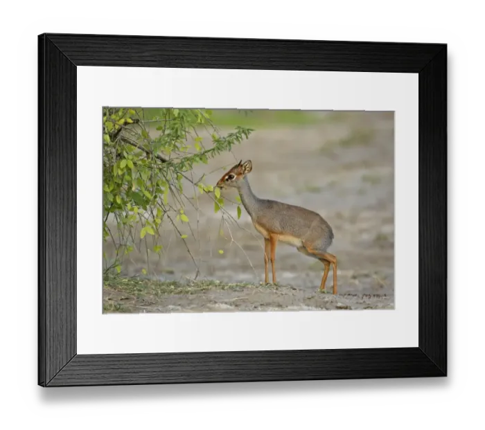 Framed Print : Salt's Dik-dik (Madoqua saltiana) adult male, feeding, browsing on leaves, Awash Region, Ethiopia Framed Print : Salt's Dik-dik (Madoqua saltiana) adult male, feeding, browsing on leaves, Awash Region, Ethiopia