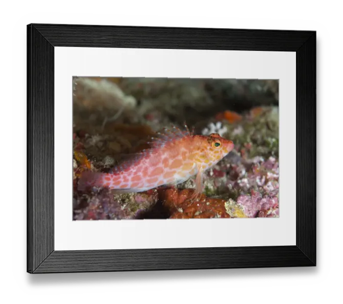 Framed Print : Spotted Hawkfish (Cirrhitichthys oxycephalus) adult, resting on reef, Batu Kapal, Bandaneira, near Ambon Island, Maluku Islands, Banda Sea, Indonesia Framed Print : Spotted Hawkfish (Cirrhitichthys oxycephalus) adult, resting on reef, Batu Kapal, Bandaneira, near Ambon Island, Maluku Islands, Banda Sea, Indonesia