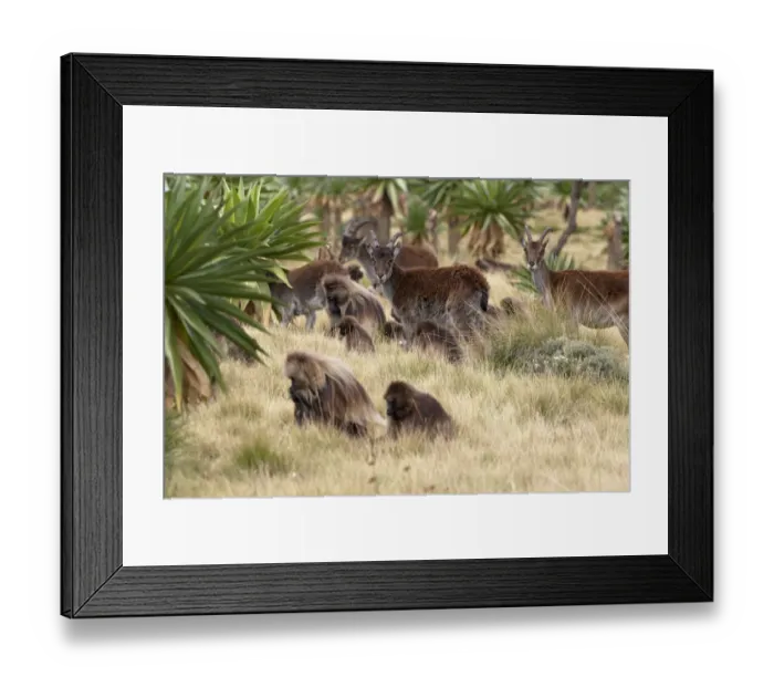 Framed Print : Walia Ibex (Capra walie) adult females with young, herd with Gelada (Therophitecus gelada) troop, grazing together, Simien Mountains, Ethiopia Framed Print : Walia Ibex (Capra walie) adult females with young, herd with Gelada (Therophitecus gelada) troop, grazing together, Simien Mountains, Ethiopia