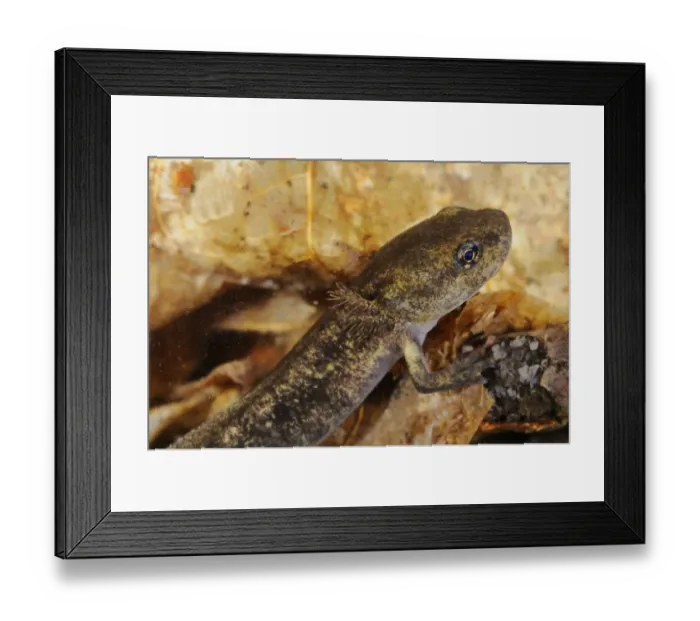 Framed Print : Fire Salamander (Salamandra salamandra) young, close-up of head, underwater, Italy, june Framed Print : Fire Salamander (Salamandra salamandra) young, close-up of head, underwater, Italy, june