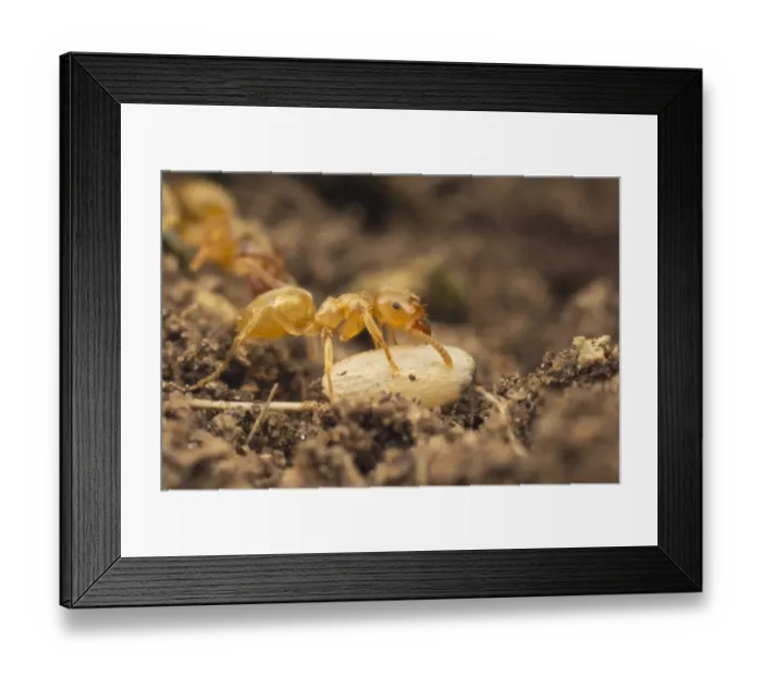 Framed Print : Yellow Meadow Ant (Lasius flavus) adult, moving exposed pupa to safety, Leicestershire, England, june Framed Print : Yellow Meadow Ant (Lasius flavus) adult, moving exposed pupa to safety, Leicestershire, England, june