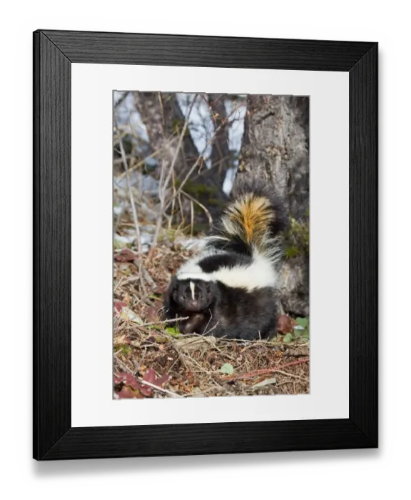 Framed Print : Striped Skunk (Mephitis mephitis) adult, standing on woodland floor, Montana, U. S. A, january (captive) Framed Print : Striped Skunk (Mephitis mephitis) adult, standing on woodland floor, Montana, U. S. A, january (captive)