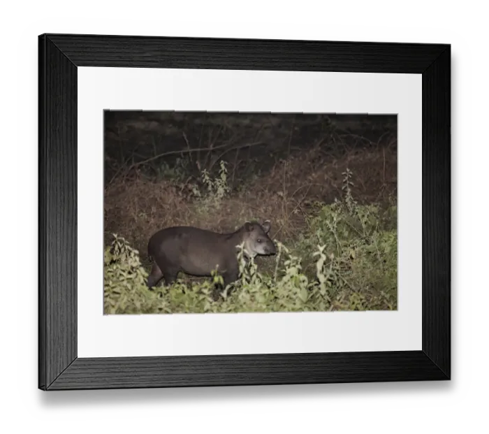 Framed Print : Brazilian Tapir (Tapirus terrestris) adult, standing in vegetation at night, Pantanal, Mato Grosso, Brazil Framed Print : Brazilian Tapir (Tapirus terrestris) adult, standing in vegetation at night, Pantanal, Mato Grosso, Brazil