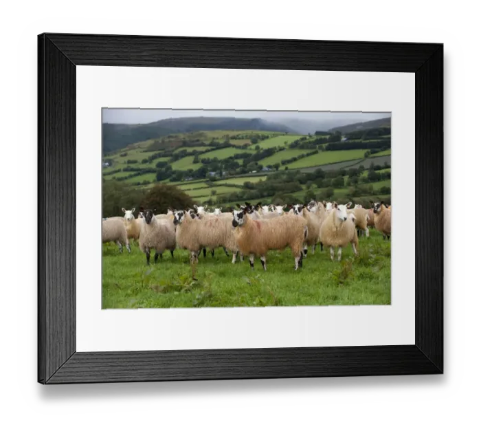 Framed Print : Domestic Sheep, Welsh mules, flock standing in pasture, near Rhayader, Powys, Wales, september Framed Print : Domestic Sheep, Welsh mules, flock standing in pasture, near Rhayader, Powys, Wales, september