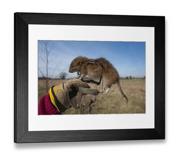Framed Print : Brown Rat (Rattus norvegicus) dead adult, caught in gin trap, Suffolk, England, march Framed Print : Brown Rat (Rattus norvegicus) dead adult, caught in gin trap, Suffolk, England, march