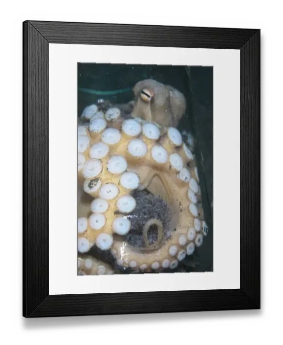 Framed Print : Veined Octopus (Amphioctopus marginatus) adult female, guarding eggs in glass jar, Lembeh Island, Sulawesi, Indonesia Framed Print : Veined Octopus (Amphioctopus marginatus) adult female, guarding eggs in glass jar, Lembeh Island, Sulawesi, Indonesia