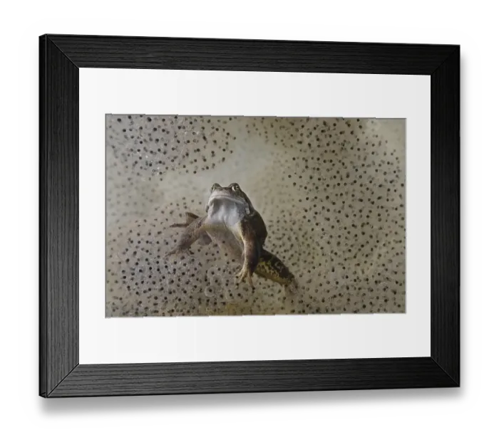 Framed Print : Common Frog (Rana temporaria) adult, underwater amongst spawn in garden pond, Bentley, Suffolk, England, may Framed Print : Common Frog (Rana temporaria) adult, underwater amongst spawn in garden pond, Bentley, Suffolk, England, may