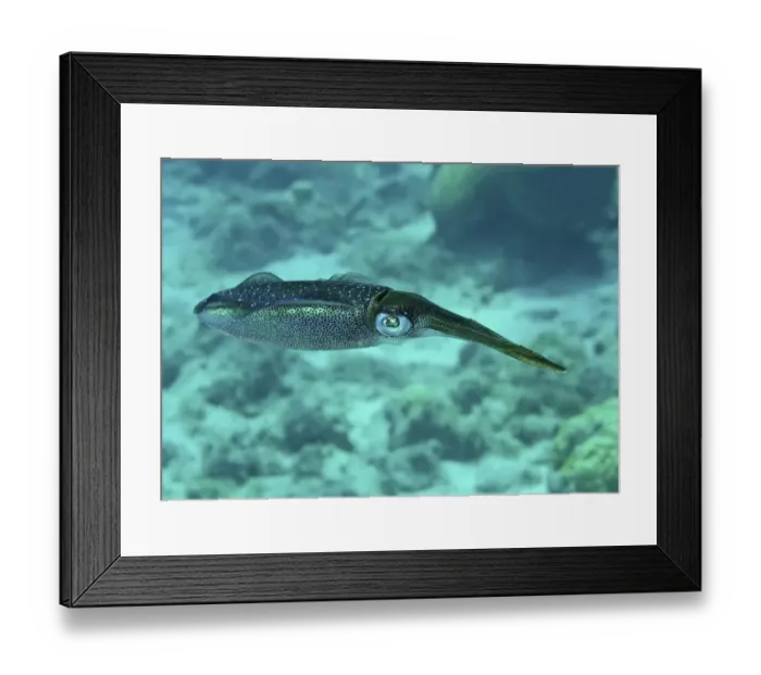 Framed Print : Caribbean Reef Squid (Sepioteuthis sepiodea) adult, swimming, Lesser Antilles, Caribbean Framed Print : Caribbean Reef Squid (Sepioteuthis sepiodea) adult, swimming, Lesser Antilles, Caribbean