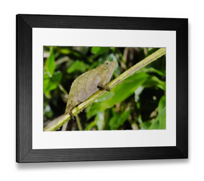 Framed Print : Boulenger's Pygmy Chameleon (Rhampholeon boulengeri) adult, on stem in montane rainforest, Nyungwe Forest N. P. Rwanda Framed Print : Boulenger's Pygmy Chameleon (Rhampholeon boulengeri) adult, on stem in montane rainforest, Nyungwe Forest N. P. Rwanda