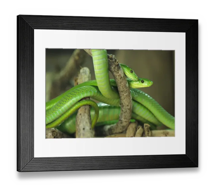 Framed Print : Eastern Green Mamba (Dendroaspis angusticeps) adult pair, coiled on branches, South Africa Framed Print : Eastern Green Mamba (Dendroaspis angusticeps) adult pair, coiled on branches, South Africa