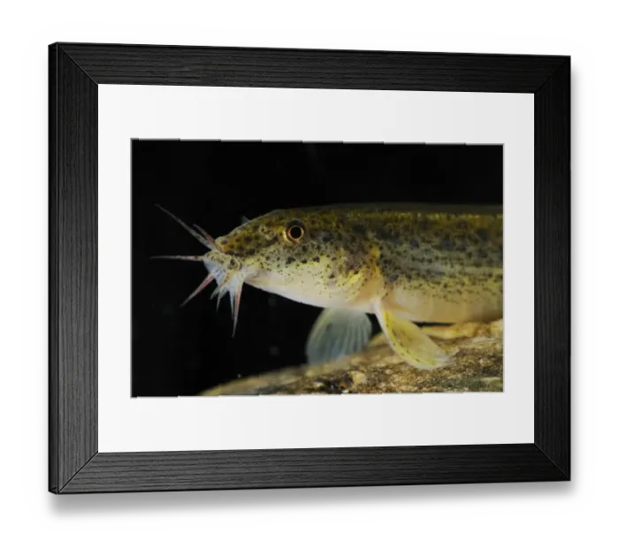 Framed Print : Dojo Loach (Misgurnus anguillicaudatus) introduced species, adult, close-up of head, Italy, september Framed Print : Dojo Loach (Misgurnus anguillicaudatus) introduced species, adult, close-up of head, Italy, september
