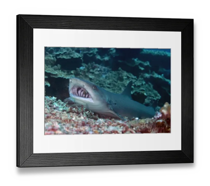 Framed Print : Whitetip Reef Shark (Triaenodon obesus) adult, resting on reef, being cleaned with Sharksucker (Echeneis naucrates) in gills and Bluestreak Cleaner Wrasse (Labroides dimidiatus) in mouth, Sipadan Island, Sabah, Borneo, Malaysia Framed Print : Whitetip Reef Shark (Triaenodon obesus) adult, resting on reef, being cleaned with Sharksucker (Echeneis naucrates) in gills and Bluestreak Cleaner Wrasse (Labroides dimidiatus) in mouth, Sipadan Island, Sabah, Borneo, Malaysia