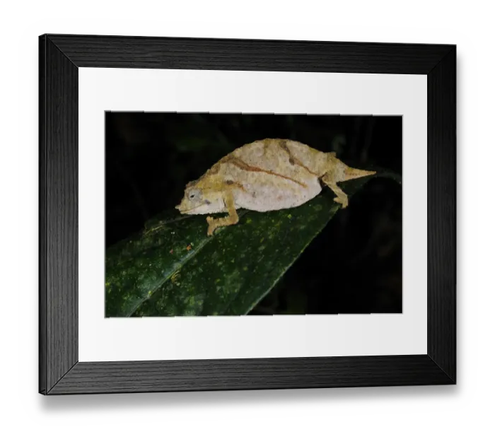 Framed Print : Boulenger's Pygmy Chameleon (Rhampholeon boulengeri) adult, sleeping on leaf, typical pale colour at night, in montane rainforest, Nyungwe Forest N. P. Rwanda Framed Print : Boulenger's Pygmy Chameleon (Rhampholeon boulengeri) adult, sleeping on leaf, typical pale colour at night, in montane rainforest, Nyungwe Forest N. P. Rwanda