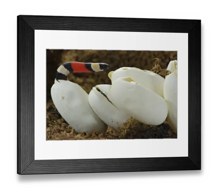 Framed Print : Pueblan Milk Snake (Lampropeltis triangulum campbelli) young, hatching from egg, Mexico Framed Print : Pueblan Milk Snake (Lampropeltis triangulum campbelli) young, hatching from egg, Mexico