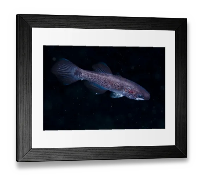 Framed Print : Gelatinous Cardinalfish (Pseudamia gelatinosa) adult, swimming at night, Wetar Island, Barat Daya Islands, Lesser Sunda Islands, Maluku Province, Indonesia
