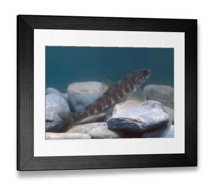 Framed Print : Atlantic Salmon (Salmo salar) - Parr Framed Print : Atlantic Salmon (Salmo salar) - Parr