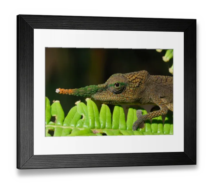 Framed Print : Long-nosed Chameleon (Calumma gallus) adult male, close-up of head, on leaf in rainforest, Ambavaniasy, Eastern Madagascar, august Framed Print : Long-nosed Chameleon (Calumma gallus) adult male, close-up of head, on leaf in rainforest, Ambavaniasy, Eastern Madagascar, august