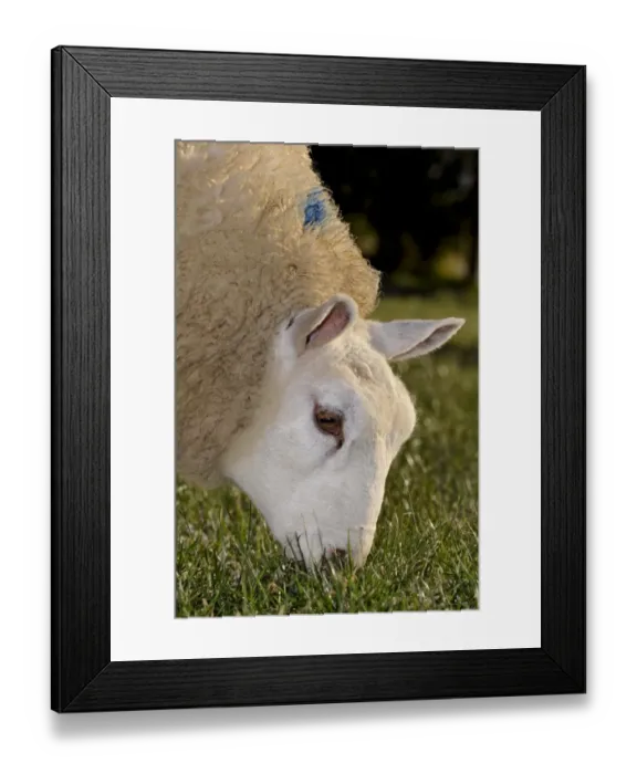 Framed Print : Domestic Sheep, Beltex, close-up of head, grazing grass in pasture, England, november