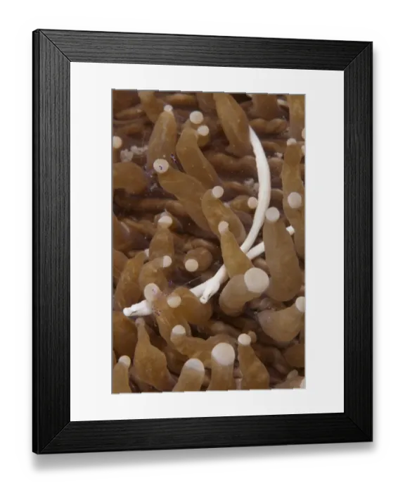 Framed Print : Mushroom Coral Pipefish (Siokunichthys nigrolineatus) two adults, in mushroom coral, Lembata Island, Solor Archipelago, Lesser Sunda Islands, Indonesia