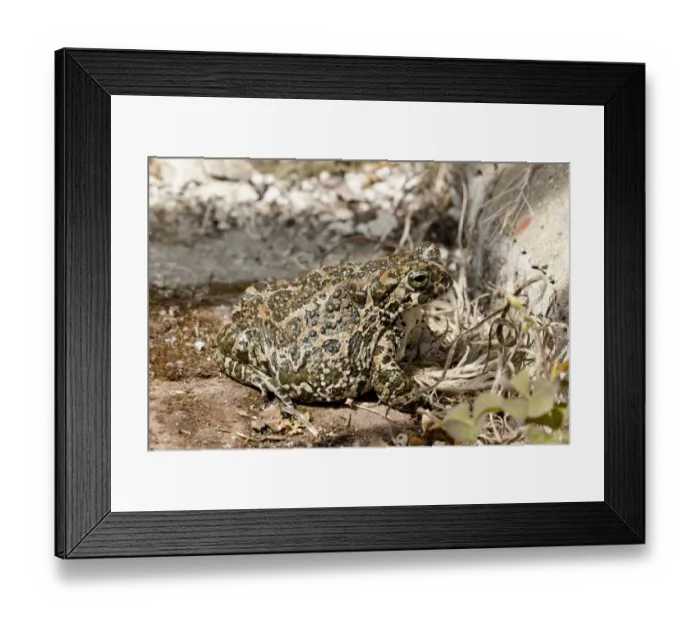 Framed Print : European Green Toad (Bufo viridis) adult female, sitting on ground, Tourrettes-sur-Loup, Alpes-Maritimes, France Framed Print : European Green Toad (Bufo viridis) adult female, sitting on ground, Tourrettes-sur-Loup, Alpes-Maritimes, France