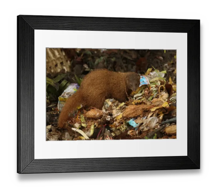 Framed Print : Indian Brown Mongoose (Herpestes fuscus) adult, feeding, scavenging on rubbish dump, Sri Lanka, december Framed Print : Indian Brown Mongoose (Herpestes fuscus) adult, feeding, scavenging on rubbish dump, Sri Lanka, december