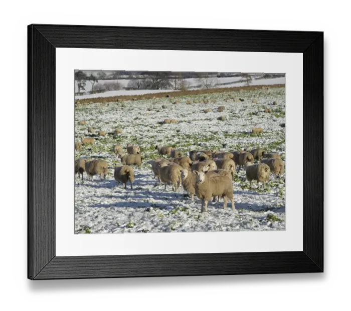 Framed Print : Domestic Sheep, flock, feeding on fodder roots in snow covered field, Plumpton, Penrith, Cumbria, England, november Framed Print : Domestic Sheep, flock, feeding on fodder roots in snow covered field, Plumpton, Penrith, Cumbria, England, november