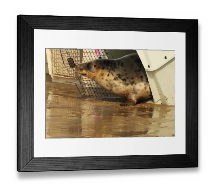 Framed Print : Grey Seal (Halichoerus grypus) rescued pup, being released from cage on beach, Woolocombe, North Devon, England, march