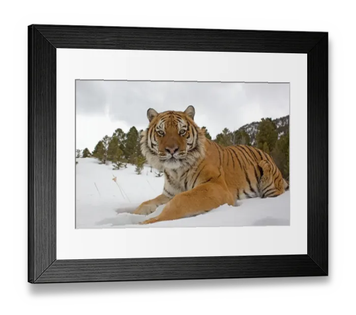 Framed Print : Siberian Tiger (Panthera tigris altaica) adult, resting in snow, winter (captive) Framed Print : Siberian Tiger (Panthera tigris altaica) adult, resting in snow, winter (captive)