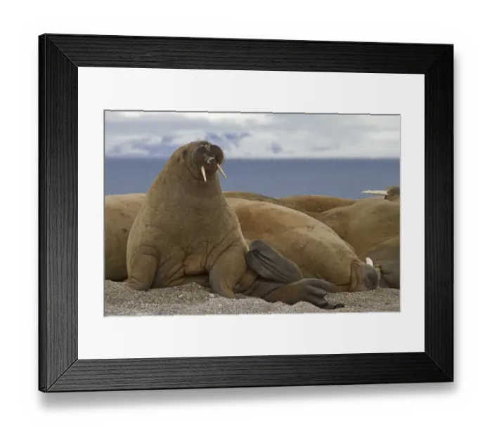 Framed Print : Atlantic Walrus (Odobenus rosmarus) adults, group resting on shingle, Spitzbergen, Svalbard, july Framed Print : Atlantic Walrus (Odobenus rosmarus) adults, group resting on shingle, Spitzbergen, Svalbard, july