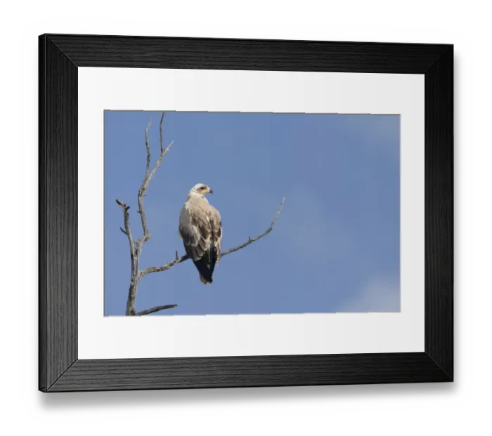 Framed Print : African Tawny Eagle (Aquila rapax) immature, perched on bare branch, Masai Mara, Kenya Framed Print : African Tawny Eagle (Aquila rapax) immature, perched on bare branch, Masai Mara, Kenya