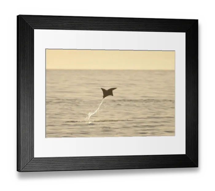Framed Print : Mobula Ray (Mobula sp. ) adult, leaping from water at dusk, Sea of Cortes, Los Barriles, Baja California Sur, Mexico, march Framed Print : Mobula Ray (Mobula sp. ) adult, leaping from water at dusk, Sea of Cortes, Los Barriles, Baja California Sur, Mexico, march