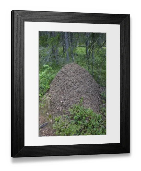 Framed Print : Southern Wood Ant (Formica rufa) nest, in coniferous forest, Finland, july