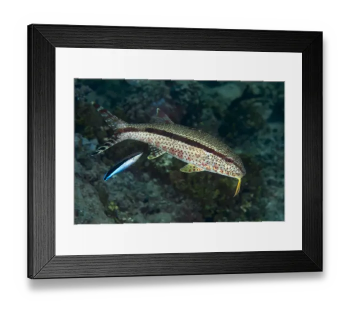 Framed Print : Freckled Goatfish (Upeneus tragula) and Blue-streaked Cleaner Wrasse (Labroides dimidiatus) two adults, swimming, Ambon Island, Maluku Islands, Banda Sea, Indonesia Framed Print : Freckled Goatfish (Upeneus tragula) and Blue-streaked Cleaner Wrasse (Labroides dimidiatus) two adults, swimming, Ambon Island, Maluku Islands, Banda Sea, Indonesia