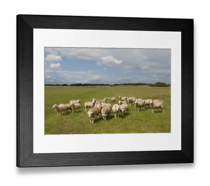 Framed Print : Domestic Sheep, flock standing in coastal pasture, Waxham, Norfolk, England, july Framed Print : Domestic Sheep, flock standing in coastal pasture, Waxham, Norfolk, England, july