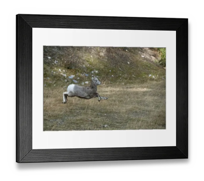 Framed Print : Bighorn Sheep (Ovis canadensis) young, running and leaping, Banff N. P. Alberta, Canada, october Framed Print : Bighorn Sheep (Ovis canadensis) young, running and leaping, Banff N. P. Alberta, Canada, october