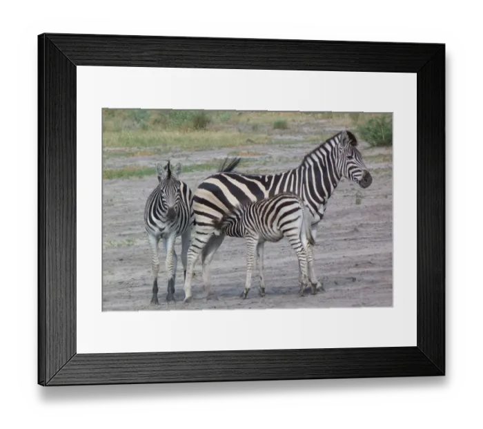 Framed Print : Common Zebra (Equus quagga) adult female, yearling and foal, suckling, Okavango Delta, Botswana Framed Print : Common Zebra (Equus quagga) adult female, yearling and foal, suckling, Okavango Delta, Botswana