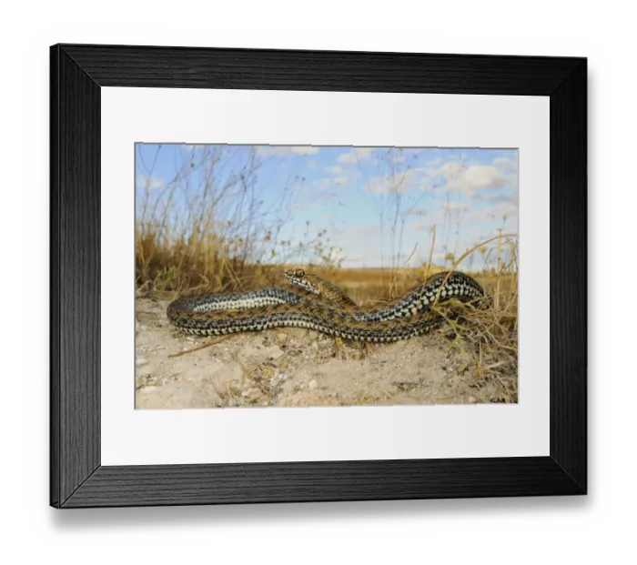 Framed Print : Montpellier snake (Malpolon monspessulanus) young, coiled on soil in habitat, Spain, september Framed Print : Montpellier snake (Malpolon monspessulanus) young, coiled on soil in habitat, Spain, september