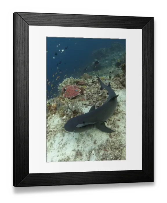 Framed Print : Whitetip Reef Shark (Triaenodon obesus) adult, resting on reef, with Sharksucker (Echeneis naucrates) attached, Sipadan Island, Sabah, Borneo, Malaysia Framed Print : Whitetip Reef Shark (Triaenodon obesus) adult, resting on reef, with Sharksucker (Echeneis naucrates) attached, Sipadan Island, Sabah, Borneo, Malaysia