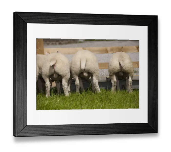 Framed Print : Domestic Sheep, tup lambs, rear view, feeding at trough in pasture, England, may