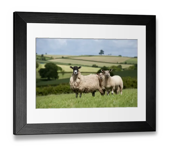 Framed Print : Domestic Sheep, mule ewe with Charollais sired twin lambs, standing in pasture, Devon, England, may Framed Print : Domestic Sheep, mule ewe with Charollais sired twin lambs, standing in pasture, Devon, England, may