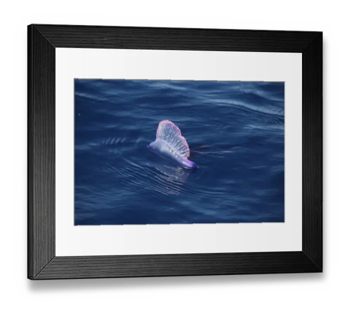Framed Print : Portuguese Man of War (Physalia physalis) floating on ocean surface, Azores, august Framed Print : Portuguese Man of War (Physalia physalis) floating on ocean surface, Azores, august