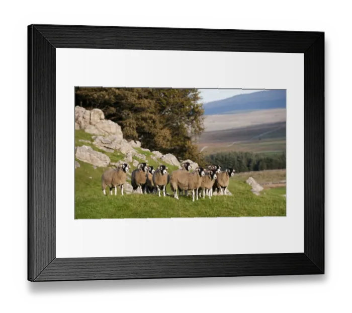 Framed Print : Domestic Sheep, Swaledale flock, standing on limestone pasture, North Yorkshire, England, october