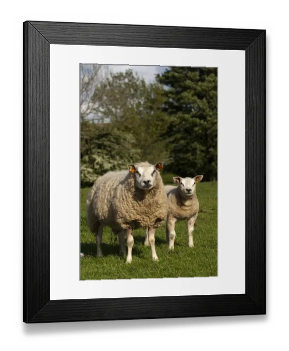 Framed Print : Domestic Sheep, Beltex ewe with lamb, standing in pasture, England, may Framed Print : Domestic Sheep, Beltex ewe with lamb, standing in pasture, England, may