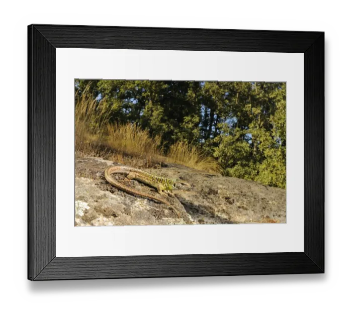 Framed Print : Schreiber's Green Lizard (Lacerta schreiberi) adult male, basking on rock in habitat, Spain, september Framed Print : Schreiber's Green Lizard (Lacerta schreiberi) adult male, basking on rock in habitat, Spain, september