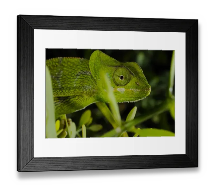 Framed Print : Monarch Chameleon (Chamaeleo monachus) adult, close-up of head, Socotra, Yemen, march Framed Print : Monarch Chameleon (Chamaeleo monachus) adult, close-up of head, Socotra, Yemen, march