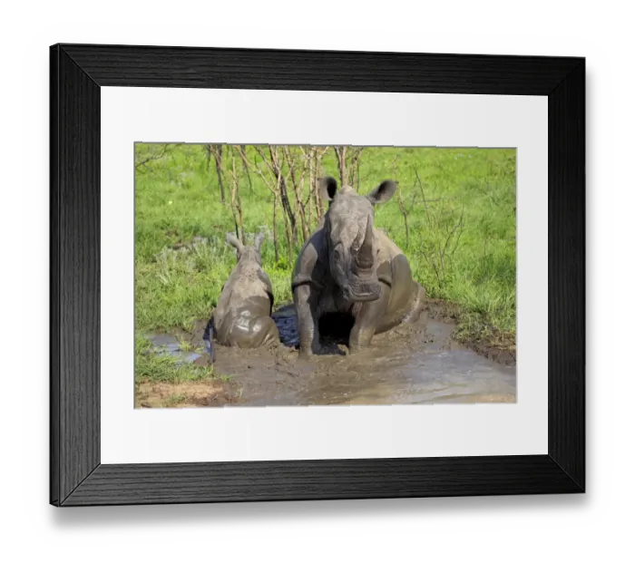 Framed Print : White Rhinoceros (Ceratotherium simum) adult female with baby, sitting in muddy pool, Sabi Sabi Game Reserve, Kruger N. P. South Africa Framed Print : White Rhinoceros (Ceratotherium simum) adult female with baby, sitting in muddy pool, Sabi Sabi Game Reserve, Kruger N. P. South Africa