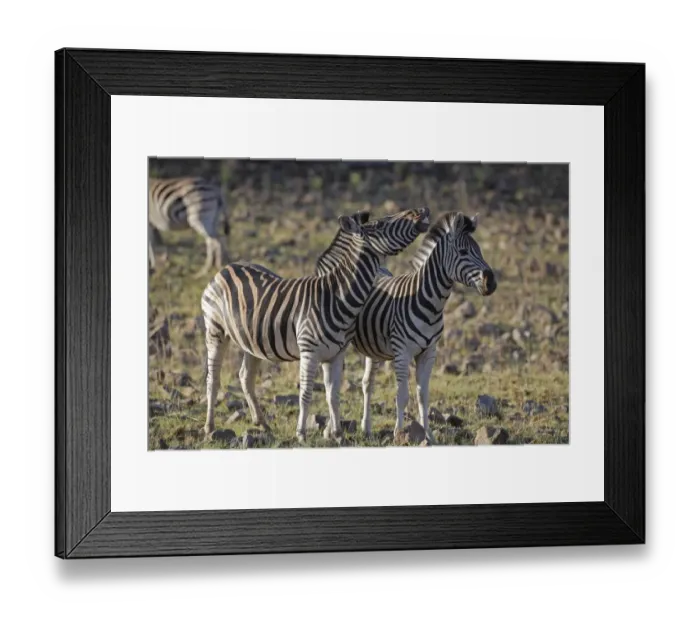 Framed Print : Burchell's Zebra (Equus quagga burchellii) adults, in flehmen response, standing in savannah, Pilanesberg N. P. North West Province, South Africa Framed Print : Burchell's Zebra (Equus quagga burchellii) adults, in flehmen response, standing in savannah, Pilanesberg N. P. North West Province, South Africa