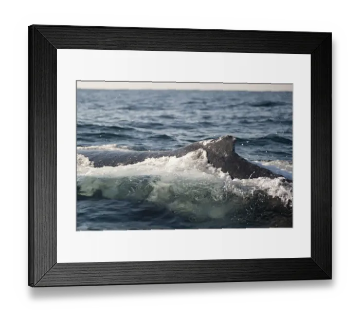 Framed Print : Humpback Whale (Megaptera novaeangliae) adult, dorsal fin, swimming at surface of sea, offshore Port St. Johns, Wild Coast, Eastern Cape (Transkei), South Africa Framed Print : Humpback Whale (Megaptera novaeangliae) adult, dorsal fin, swimming at surface of sea, offshore Port St. Johns, Wild Coast, Eastern Cape (Transkei), South Africa