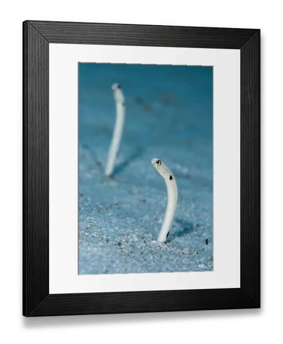 Framed Print : Spotted Garden Eel (Heteroconger hassi) two adults, emerging from burrows, Ameth Point, Nusa Laut, Maluku Islands, Banda Sea, Indonesia Framed Print : Spotted Garden Eel (Heteroconger hassi) two adults, emerging from burrows, Ameth Point, Nusa Laut, Maluku Islands, Banda Sea, Indonesia