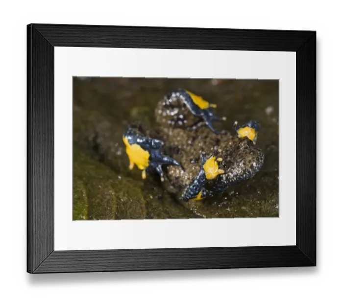 Framed Print : Apennine Yellow-bellied Toad (Bombina pachypus) adult, in unkenreflex defensive posture to show warning colours of underbelly, Italy, september Framed Print : Apennine Yellow-bellied Toad (Bombina pachypus) adult, in unkenreflex defensive posture to show warning colours of underbelly, Italy, september